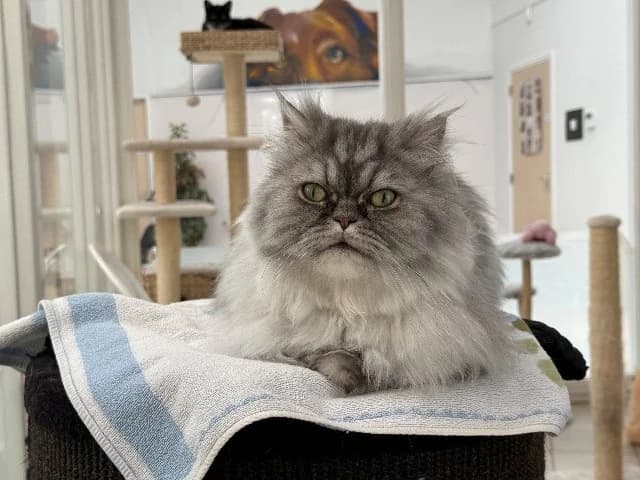 Silver, Silvertabby male 4yo mixed breed for adoption at Dierenasiel Utrecht, Utrecht