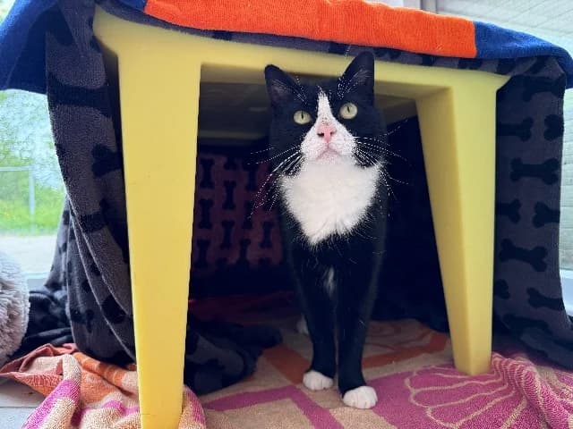 Snoezie, Zwart-wit female 3yo mixed breed for adoption at Dierenasiel Utrecht, Utrecht