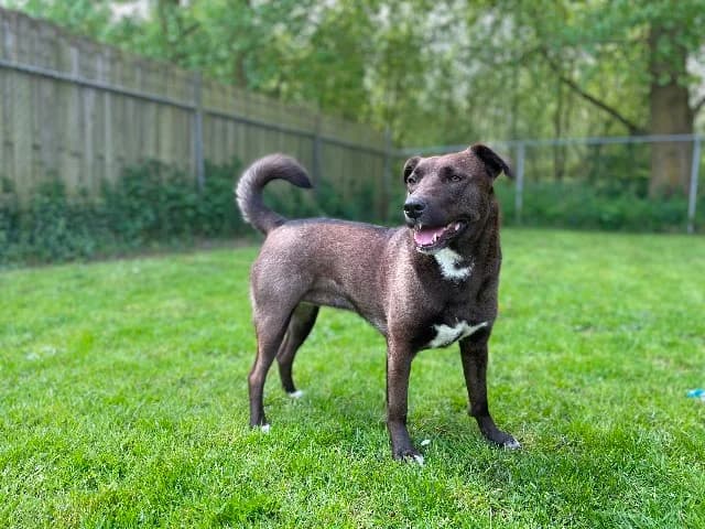 Luna, Bruin-wit female young mixed breed for adoption at Dierenasiel Utrecht, Utrecht