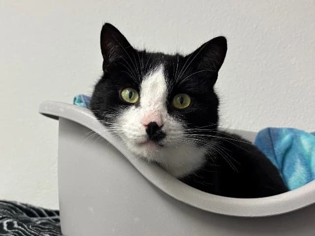Sam, Zwart-wit male 6yo mixed breed for adoption at Dierenasiel Utrecht, Utrecht