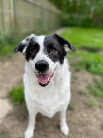 Abby, Wit-zwart female 7yo mixed breed for adoption at Dierenasiel Utrecht, Utrecht