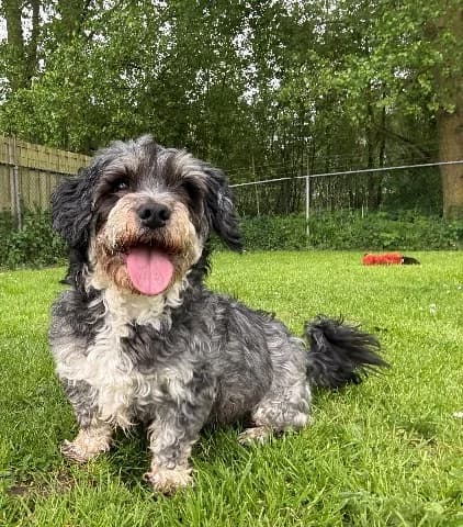 Cor, zwart-bruin male senior mixed breed for adoption at Dierenasiel Utrecht, Utrecht