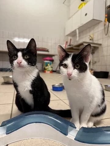 Kittens, Zwart-wit  puppy mixed breed for adoption at Dierenasiel Utrecht, Utrecht