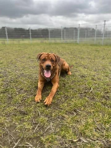 Amadeus, Bruin-wit male mixed breed for adoption at Dierenasiel Utrecht, Utrecht