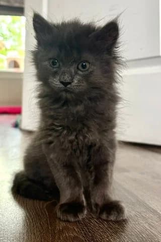 Hero & Haily, Blauw male puppy mixed breed for adoption at Dierenasiel Utrecht, Utrecht