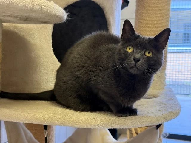 Hannie & Annie, Blauw & Zwart-wit female senior European Shorthair for adoption at Dierenasiel Utrecht, Utrecht
