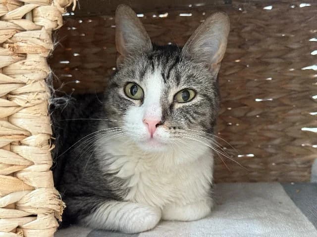 Nelis, Cyper-wit male 3yo European Shorthair for adoption at Dierenasiel Utrecht, Utrecht