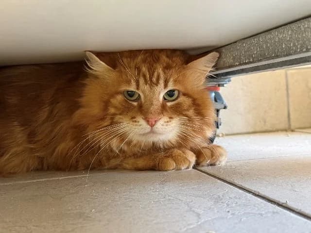 Sir Lancelot, Rood male 3yo mixed breed for adoption at Dierenasiel Utrecht, Utrecht