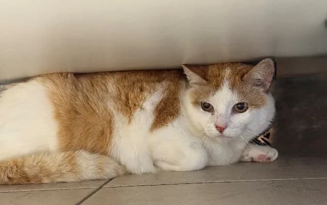 Sakura, Wit-rood female 3yo mixed breed for adoption at Dierenasiel Utrecht, Utrecht