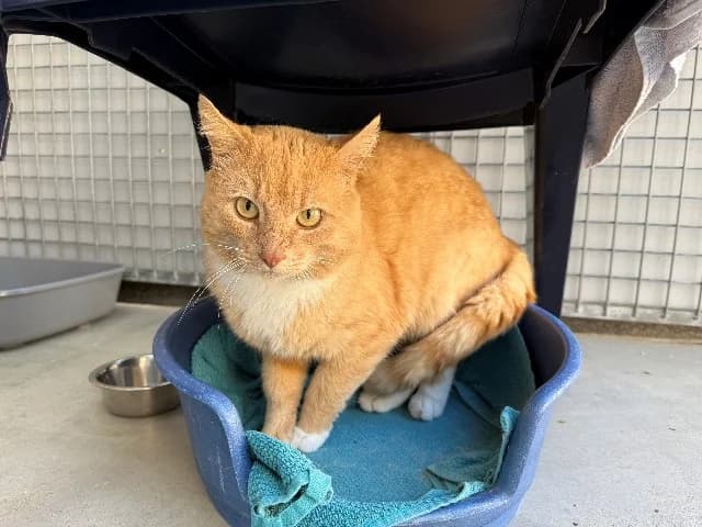 Maarten, Creme male 4yo mixed breed for adoption at Dierenasiel Utrecht, Utrecht