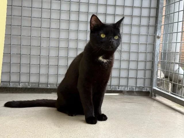 Dinky, zwart-wit male young mixed breed for adoption at Dierenasiel Utrecht, Utrecht