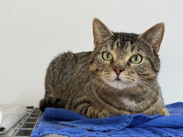 Diede, Cyper male 6yo mixed breed for adoption at Dierenasiel Utrecht, Utrecht