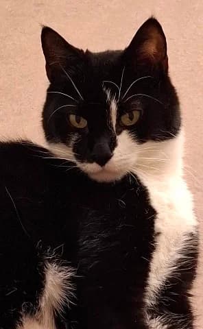 Frans, Zwart-wit male senior mixed breed for adoption at Dierenasiel Utrecht, Utrecht