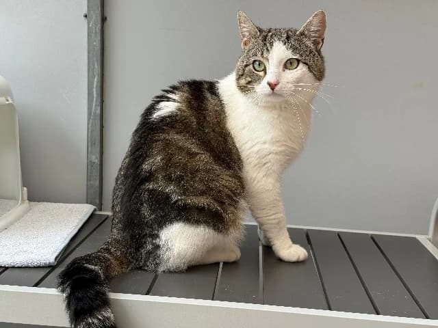 Apollo, Cyper-wit male 6yo mixed breed for adoption at Dierenasiel Utrecht, Utrecht