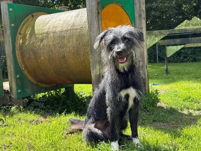 Ellie, zwart-wit female puppy mixed breed for adoption at Dierenasiel Utrecht, Utrecht
