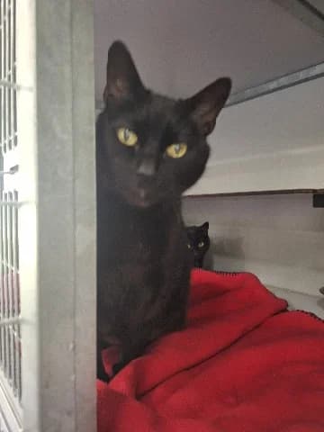 Trijn en Aag, zwart male senior mixed breed for adoption at Dierenasiel Utrecht, Utrecht
