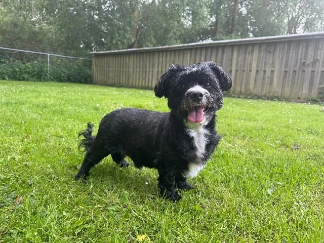 Murphy, Zwart-wit male senior mixed breed for adoption at Dierenasiel Utrecht, Utrecht