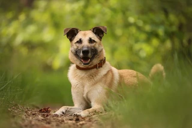 Snoop, beige male 4yo mixed breed for adoption at Dierenasiel Utrecht, Utrecht