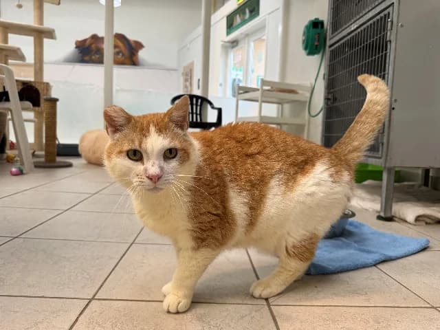 Appa, wit-rood male senior European Shorthair for adoption at Dierenasiel Utrecht, Utrecht