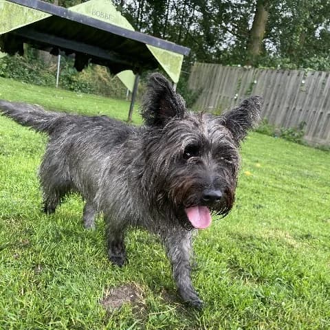Billy, gestroomd male 4yo Cairn Terrier for adoption at Dierenasiel Utrecht, Utrecht
