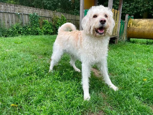 Doedel, blond male 4yo Labradoodle for adoption at Dierenasiel Utrecht, Utrecht