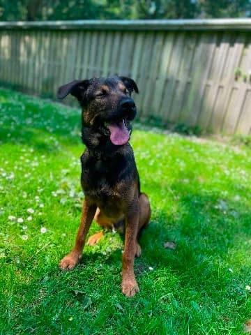 Shadow, gestroomd male Rottweiler for adoption at Dierenasiel Utrecht, Utrecht