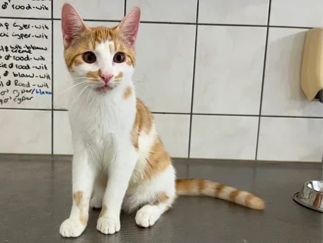 Rex, rood-wit male puppy European Shorthair for adoption at Dierenasiel Utrecht, Utrecht