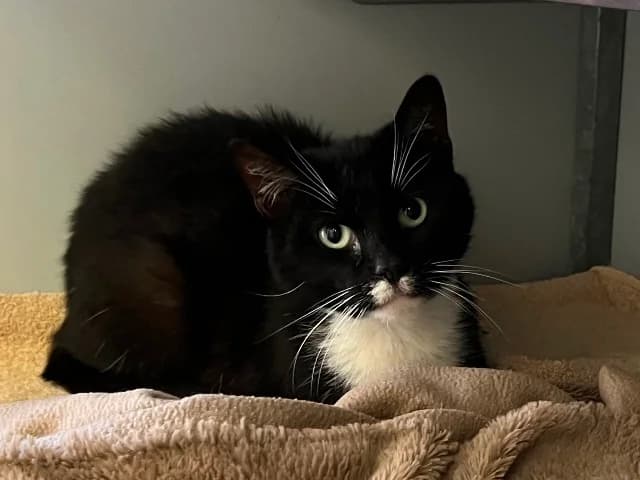 Boaz, Zwart-wit male senior European Shorthair for adoption at Dierenasiel Utrecht, Utrecht