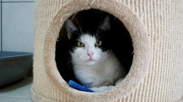 Beau, Zwart-wit female 5yo European Shorthair for adoption at Dierenasiel Utrecht, Utrecht