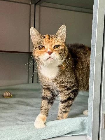 Jelka & Rosa,  (Dierenasiel Utrecht)