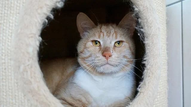 Frenkie, rood-wit male 3yo mixed breed for adoption at Dierenasiel Utrecht, Utrecht