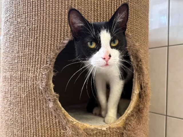 Kaat, Zwart-wit female 3yo European Shorthair for adoption at Dierenasiel Utrecht, Utrecht