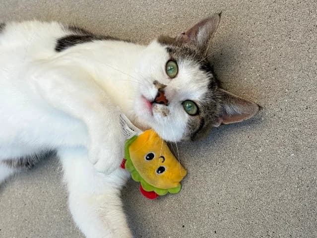 Noortje, Cyper-wit female 4yo European Shorthair for adoption at Dierenasiel Utrecht, Utrecht