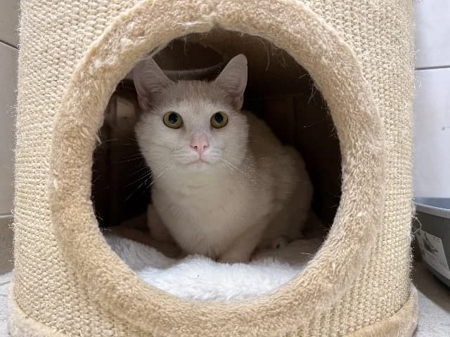Wabi & Sabi, Zwart & wit female 4yo European Shorthair for adoption at Dierenasiel Utrecht, Utrecht