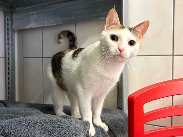 Imara, wit-rood-cyper female young European Shorthair for adoption at Dierenasiel Utrecht, Utrecht