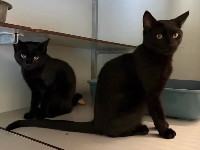 Damon & Stefan, Zwart male European Shorthair for adoption at Dierenasiel Utrecht, Utrecht