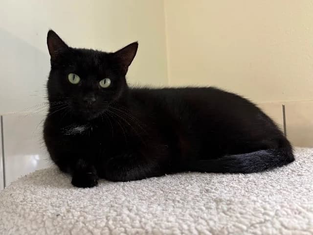 Suzie, Zwart-wit female 3yo European Shorthair for adoption at Dierenasiel Utrecht, Utrecht