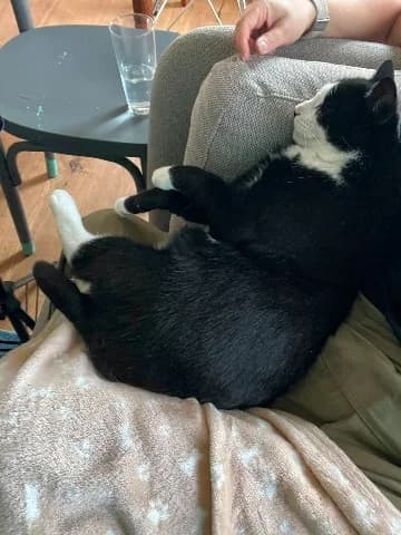Sam Update, Zwart-wit male mixed breed for adoption at Dierenasiel Utrecht, Utrecht