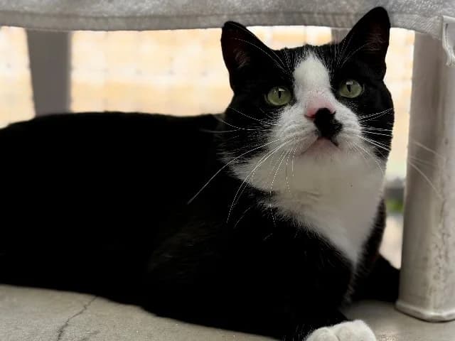 Sam Update, Zwart-wit male 6yo mixed breed for adoption at Dierenasiel Utrecht, Utrecht