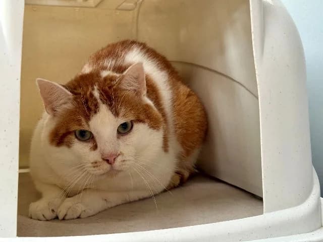 Frodo, Rood-wit male 6yo mixed breed for adoption at Dierenasiel Utrecht, Utrecht