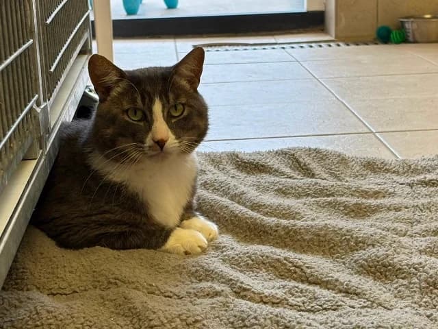 Ares, Cyper-wit male 6yo European Shorthair for adoption at Dierenasiel Utrecht, Utrecht