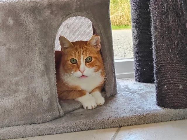 Mr Higgs, Rood-wit male senior European Shorthair for adoption at Dierenasiel Utrecht, Utrecht