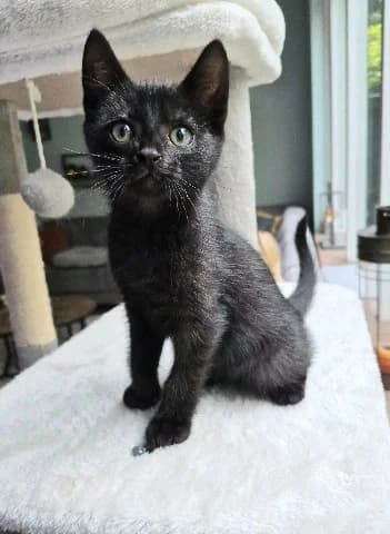 Indy, Zwart female puppy mixed breed for adoption at Dierenasiel Utrecht, Utrecht