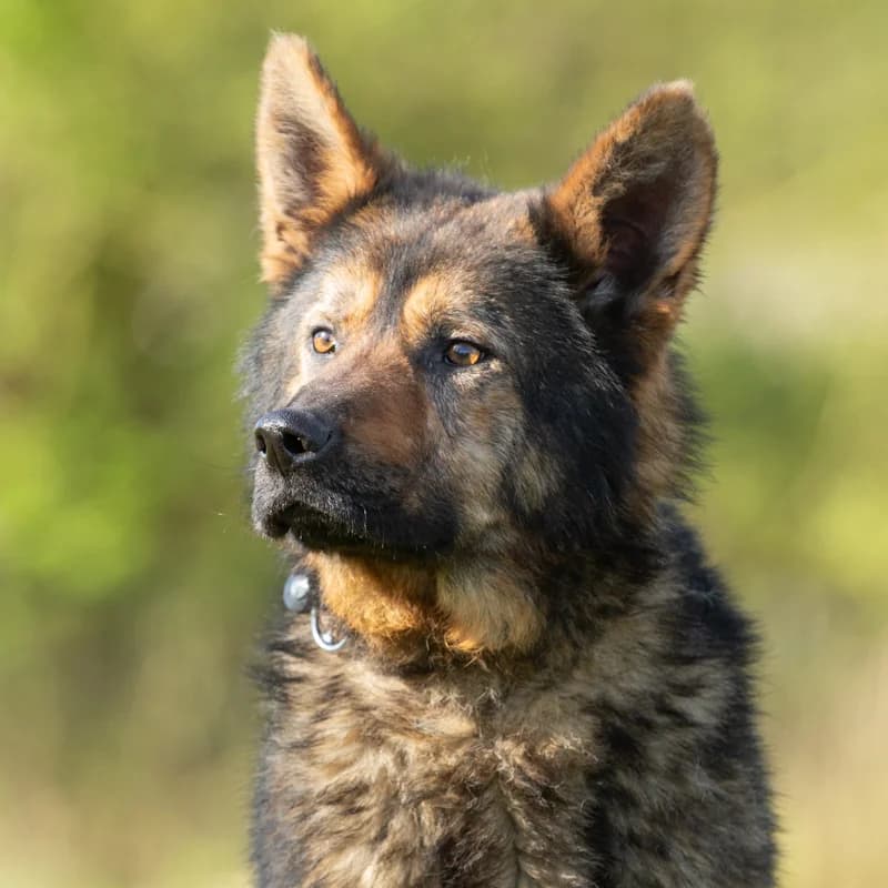 Alex, male 4yo Mixed Breed for adoption at Dierenasiel Zwolle, Zwolle