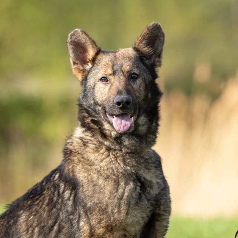 Amber, female 4yo Mixed Breed for adoption at Dierenasiel Zwolle, Zwolle