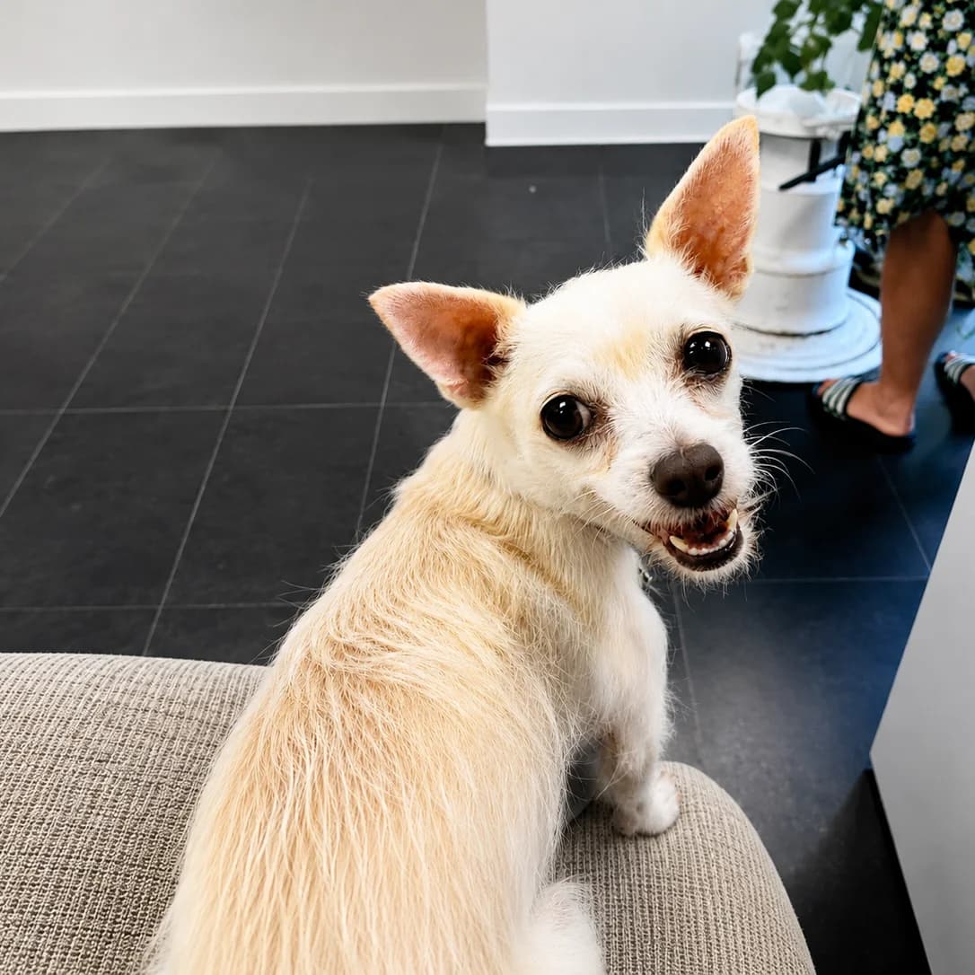 Antje, female 4yo Mixed Breed for adoption at Dierenasiel Zwolle, Zwolle