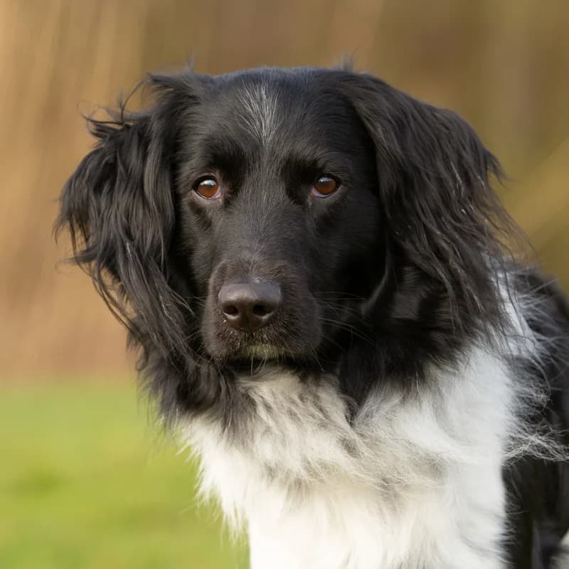 Balou, male Mixed Breed for adoption at Dierenasiel Zwolle, Zwolle