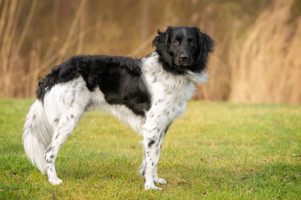 Balou, male Mixed Breed for adoption at Dierenasiel Zwolle, Zwolle — photo 2 of 3
