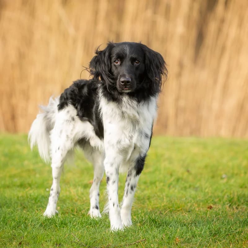 Balou, male Mixed Breed for adoption at Dierenasiel Zwolle, Zwolle — photo 3 of 3