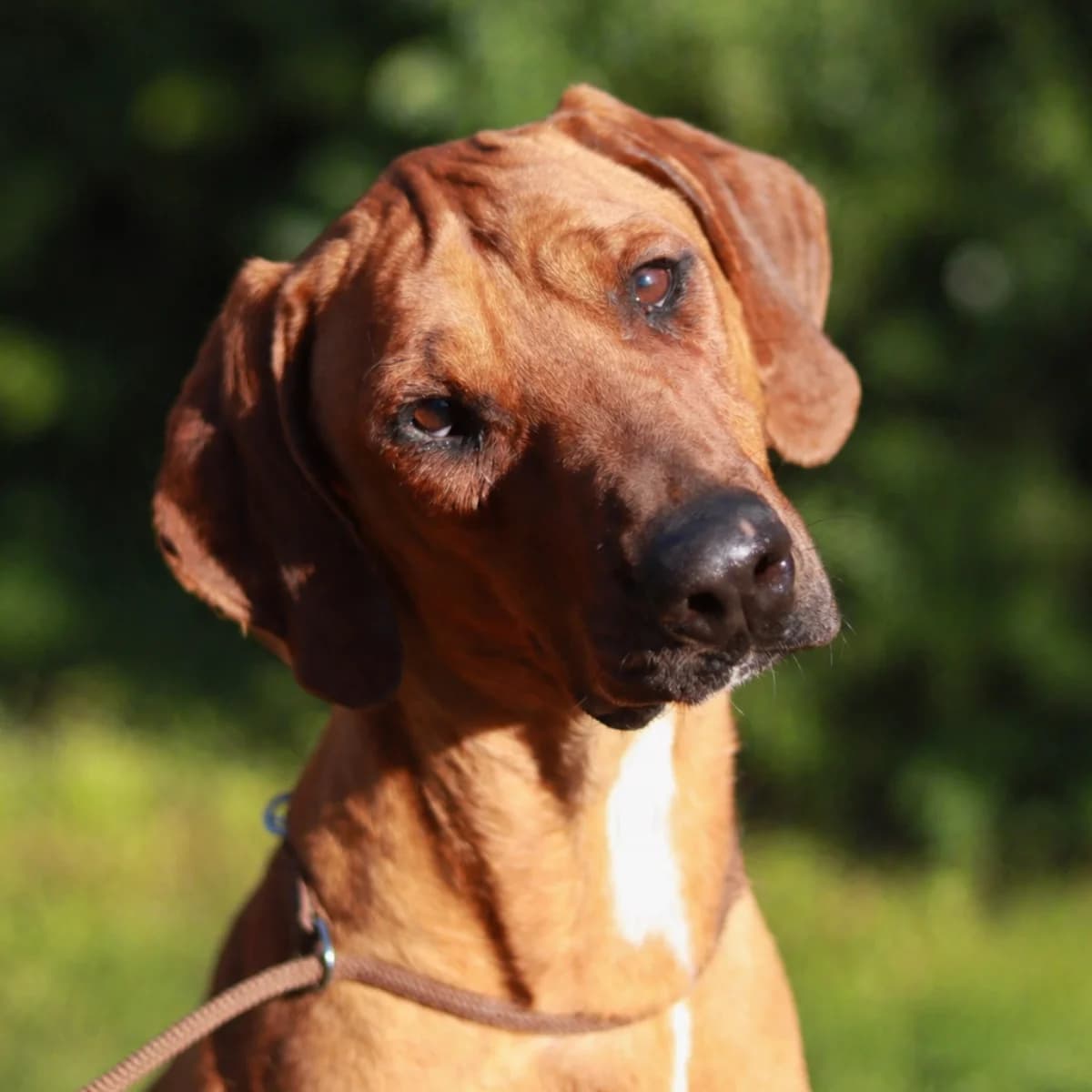 Basalt, male 4yo Mixed Breed for adoption at Dierenasiel Zwolle, Zwolle